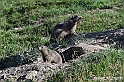 VBS_1 -  Plateau du Mont-Cenise, Grand Croix, Marmotte_-_0060 mt